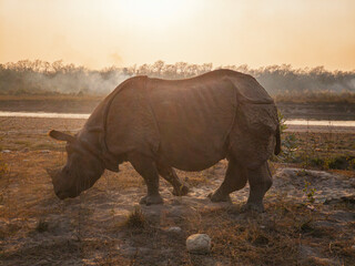 the rhino in Chitwan National Park © wendi