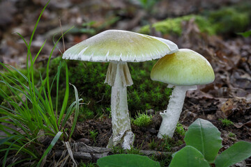 Deadly poisonous mushrooms Amanita phalloides commonly known as death cap