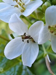 beetle on a flower