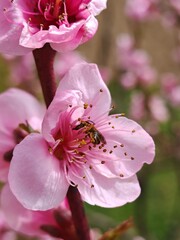 bee on pink flower