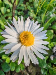 Obraz premium white daisy flower