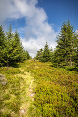 Obraz premium Path through mountain spruce forest with blueberry bushes
