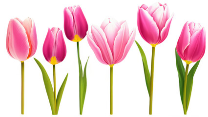Delicate tulips bloom in isolated elegance against pristine blank backdrop