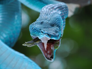 Eating Blue viper snake closeup face, head of viper snake, Blue insularis, Trimeresurus Insularis, animal closeup