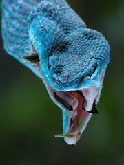 Eating Blue viper snake closeup face, head of viper snake, Blue insularis, Trimeresurus Insularis, animal closeup