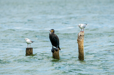 Aquatic Olympics for Fish Eating: Black Cormorant and Two Black-Headed Gulls on Wooden Trunks, as Olympic stand.. Winner concept.