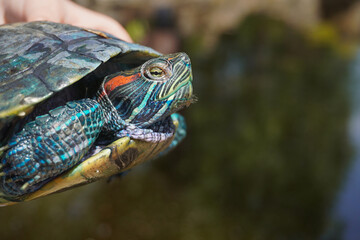 Turtle in the hands of a child