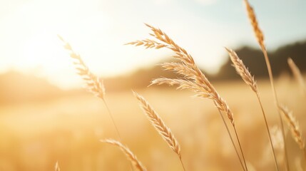 Obraz premium A gentle breeze moving through a field of tall grass, symbolizing trust and spiritual tranquility