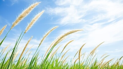 Fototapeta premium A gentle breeze moving through a field of tall grass, symbolizing trust and spiritual tranquility