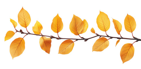 Naklejka premium yellow autumn leaves on a tree branch natural fall plant isolated on white background.