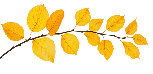 Naklejka premium yellow autumn leaves on a tree branch natural fall plant isolated on white background.
