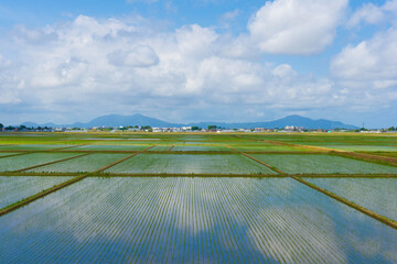 日本　新潟県の田んぼ