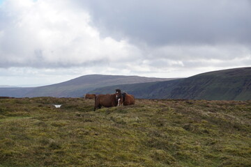 Wild ponies grazing
