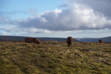 Wild ponies grazing