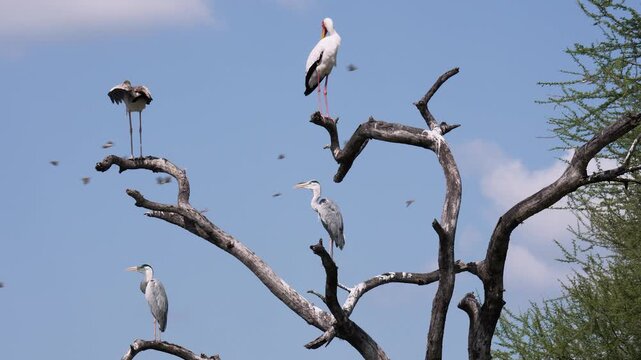 African storch and other birds standing on a tree spreading his wings in the sun