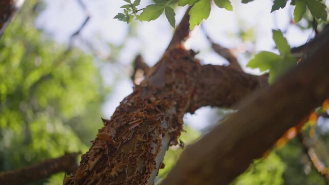 A close up shot of a brown tree branch on a sunny day.