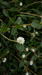 Fototapeta premium white flower in the garden