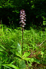 Purpur-Knabenkraut // Lady orchid (Orchis purpurea) - Biosphärenreservat Ropotamo, Bulgarien