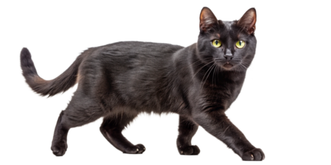 A sleek black cat walking gracefully, isolated on a white background. Its yellow eyes and smooth fur create a striking contrast, making it an elegant subject