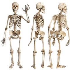 Set of skeleton waving hand isolated on transparent background