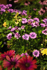 Fototapeta premium summer. nature. village. flowers. sunny day