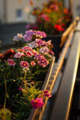 summer. nature. village. flowers. sunny day