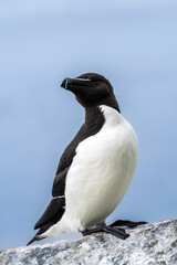 Razorbill, Alca torda, in Hornøya, Easternmost Norway