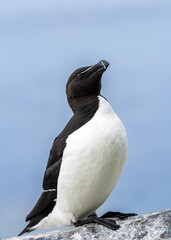Razorbill, Alca torda, in Hornøya, Easternmost Norway