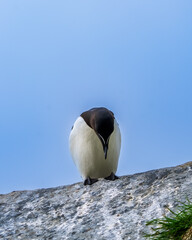 Razorbill, Alca torda, in Hornøya, Easternmost Norway