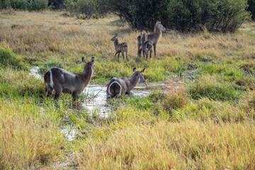 The waterbuck, Kobus ellipsiprymnus, is a large antelope found widely in sub-Saharan Africa. It is placed in the genus Kobus of the family Bovidae