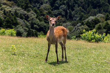 The deer are freely roaming around in Nara park, Japan