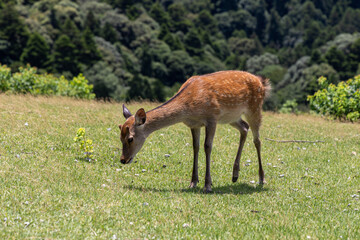 The deer are freely roaming around in Nara park, Japan