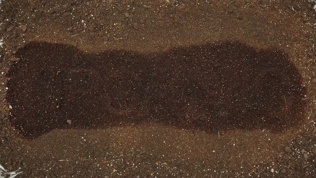 Real live word ORGANIC emerging from the layer of soil as broccoli seeds sprouts and growing in time lapse - full length
