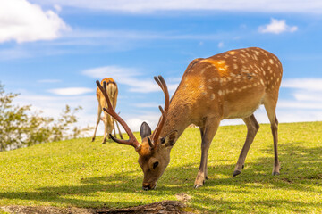 The deer are freely roaming around in Nara park, Japan