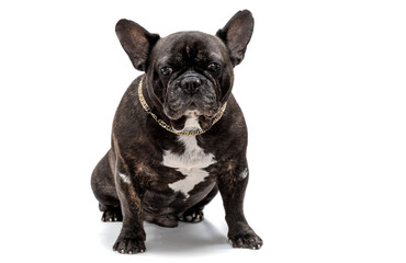 Portrait of a French bulldog close-up on a white background