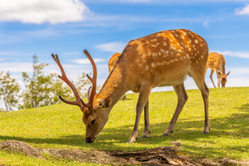 The deer are freely roaming around in Nara park, Japan