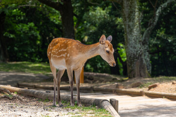 The deer are freely roaming around in Nara park, Japan