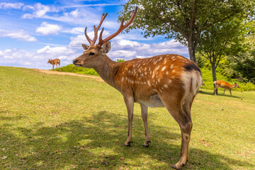 The deer are freely roaming around in Nara park, Japan