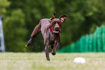 German Shorthaired Pointer dog running lure course dog sport