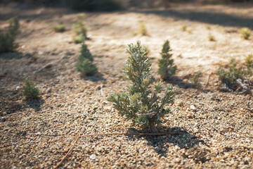 Baby Pine Trees On Fine Gravel Ground