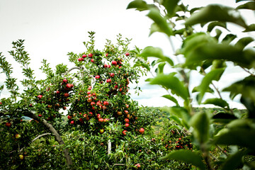Apple Orchard In Croton Falls, New York