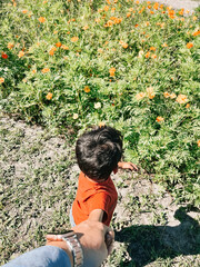 Child in orange shirt being led by hand through a field of oran