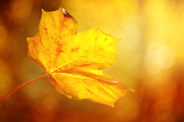 Vibrant orange Maple leaf in bright warm light