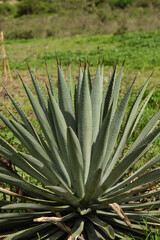 Close-up to Agave cactus plant for Mezcal in Oaxaca, Mexico.