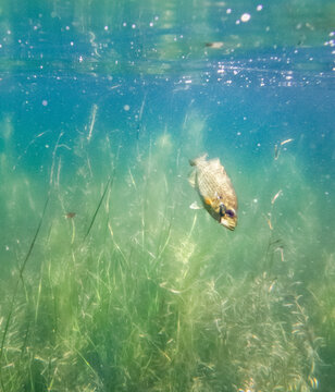 Underwater image of fish biting lure from fisherman in lake.