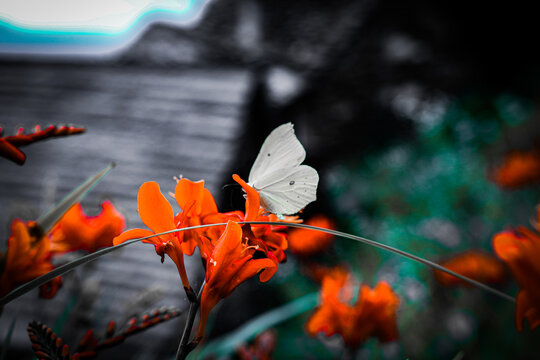 Close-Up of Butterfly on Daisy