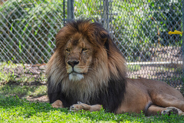 The King Of The Jungle