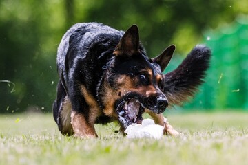 German Shepherd Dog catching plastic bag in lure course dog sport