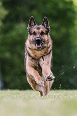 German Shepherd Dog running lure course dog sport