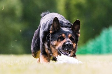 German Shepherd Dog catching plastic bag in lure course dog sport